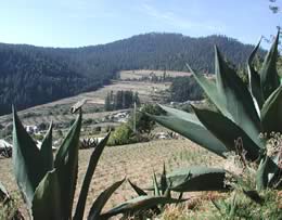 maguey plants, a freshly planted cornfield, and part of the pueblo
